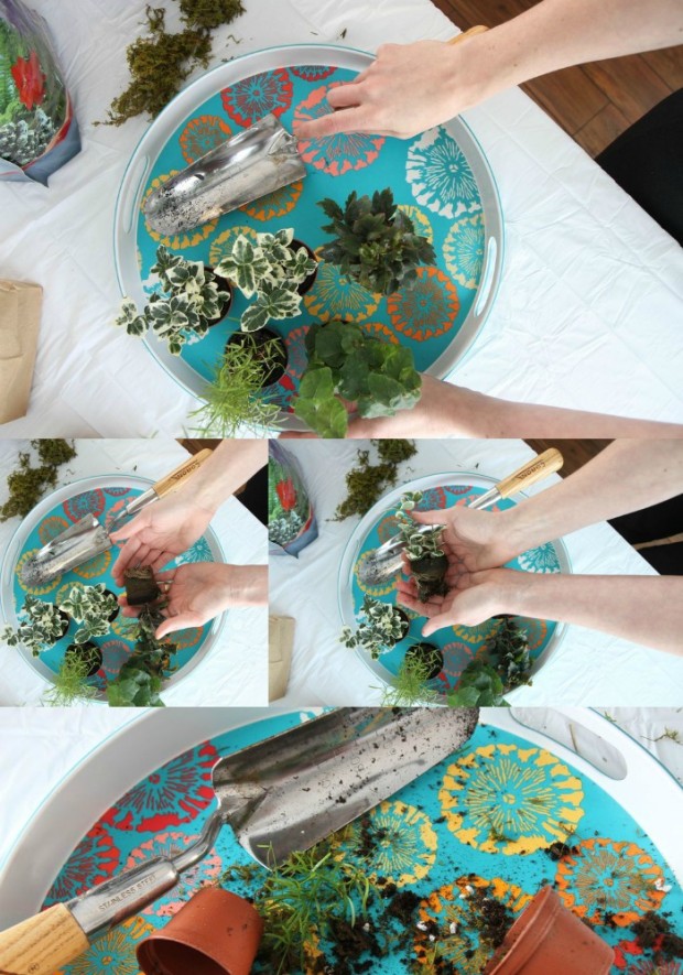 How_To_Make_Terrariums_Collage_2