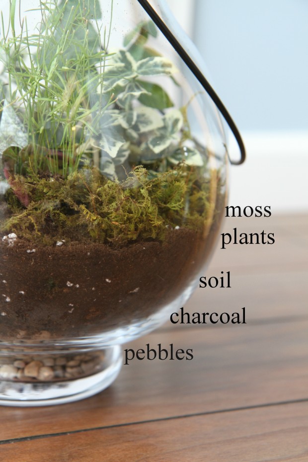 How_To_Make_Terrariums_Collage_5
